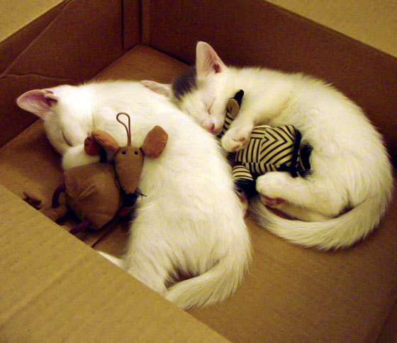 乐鱼体育app官网-校园足球裁判培训与管理机制标准建设,足球裁判培训内容