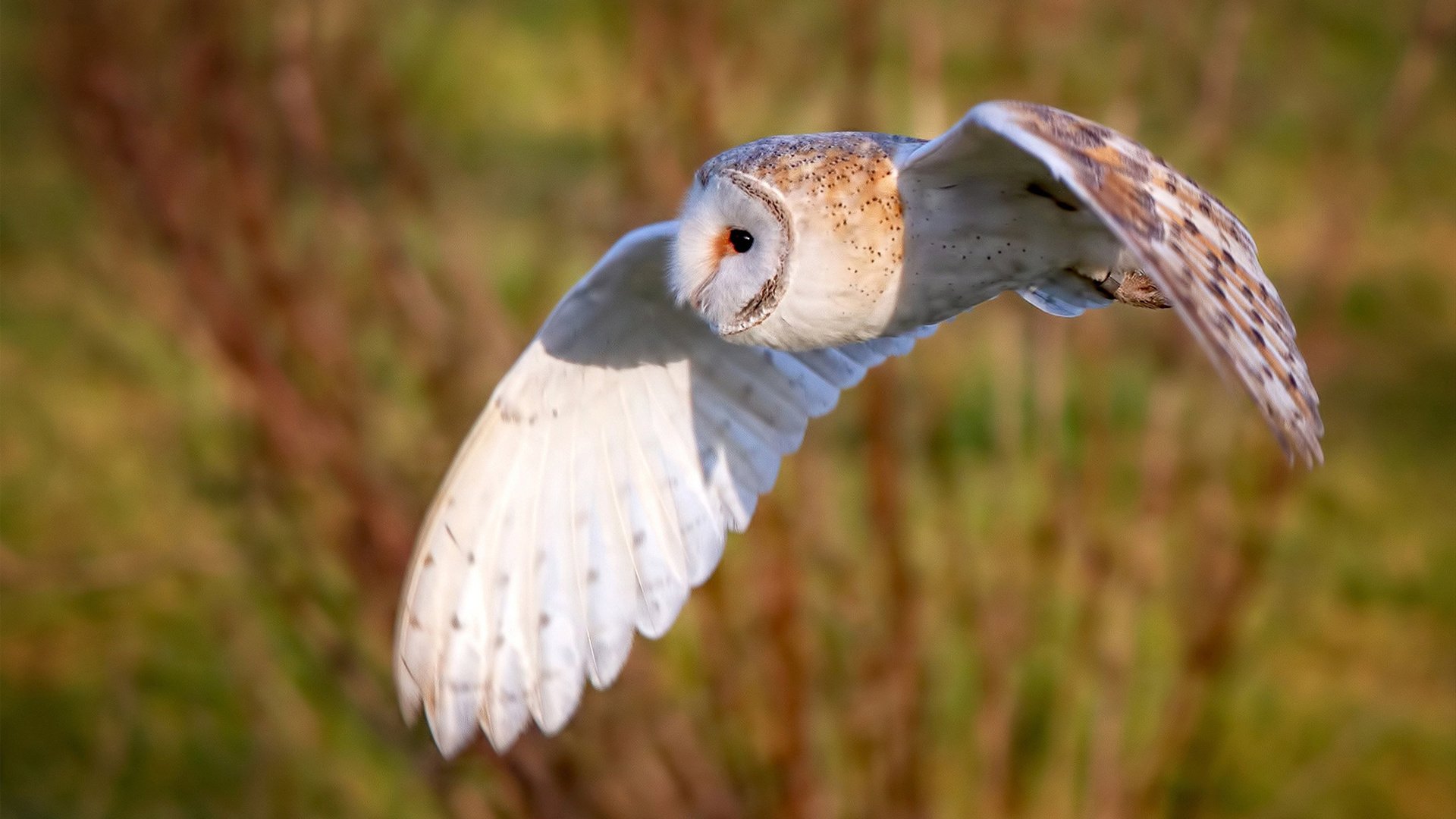 乐鱼体育在线网站-CBA联盟推动篮球文化城市融合发展,cba联赛的发展趋势