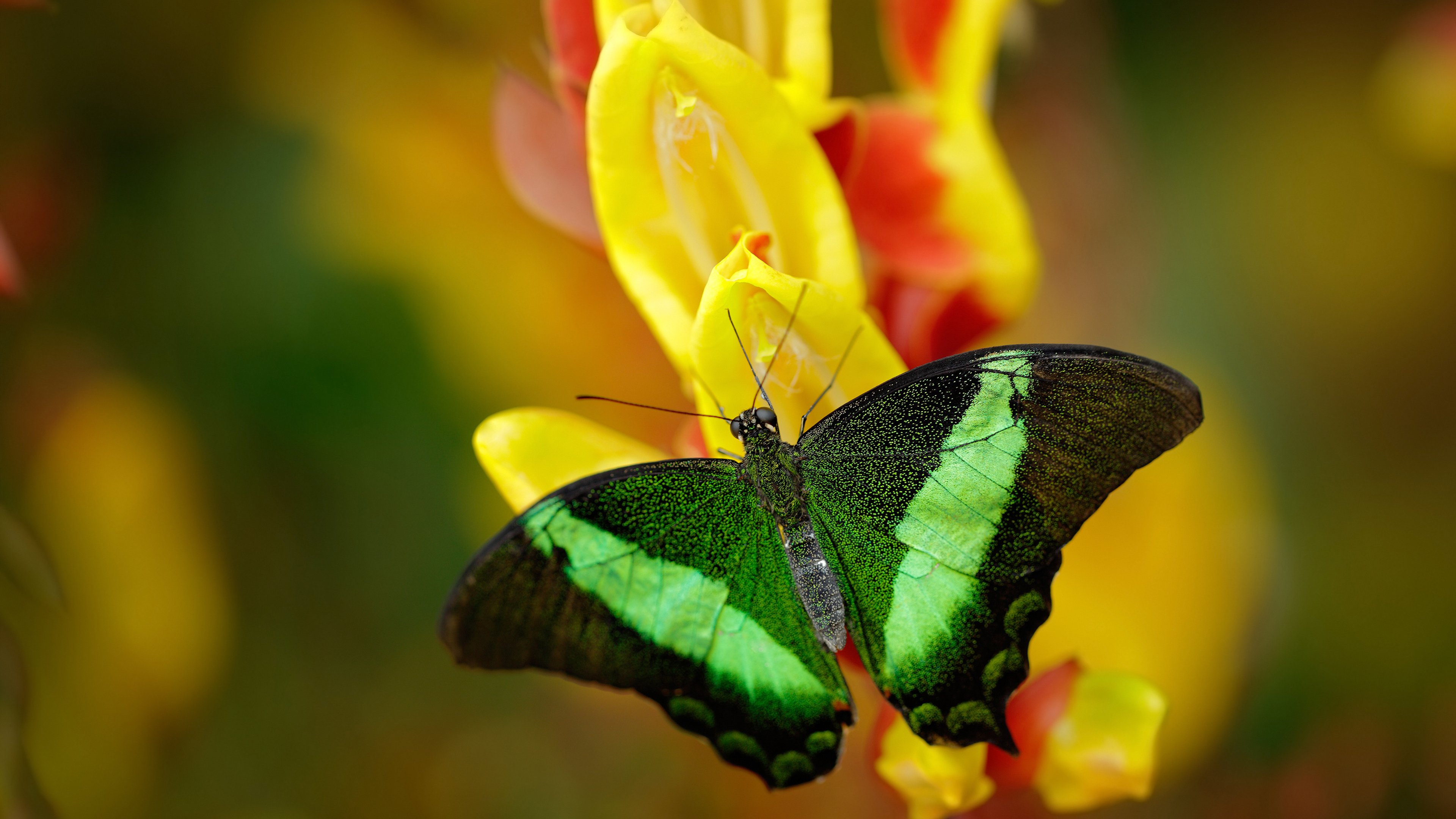 乐鱼体育app官网入口-“2025世界运动会:运动舞蹈赛场,金牛区城北体育馆成为全世界关注的焦点”