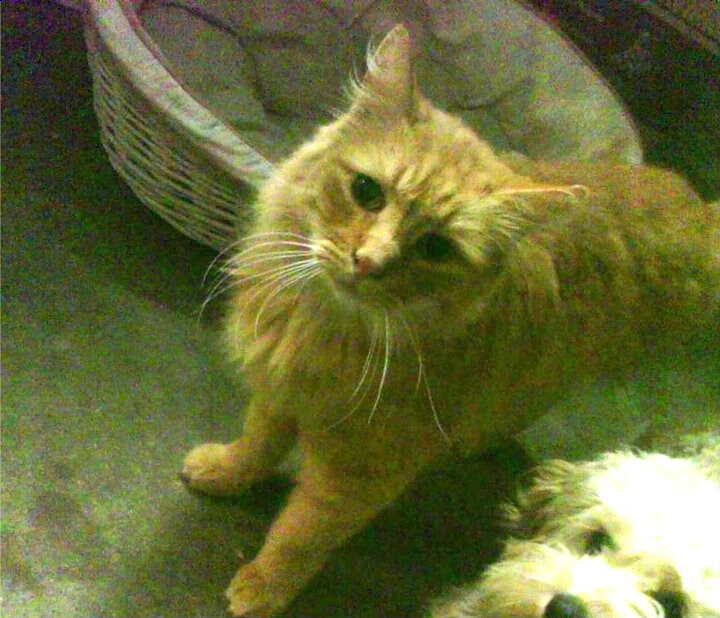 乐鱼体育app官网入口-“2025世界运动会:运动舞蹈赛场,金牛区城北体育馆成为全世界关注的焦点”